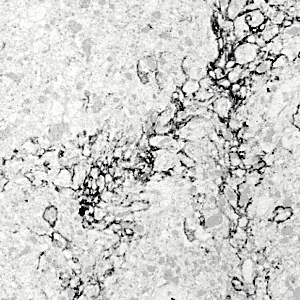 Calacatta Liana 7702