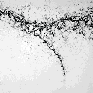 Calacatta Riviera 9909