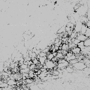 Calacatta Valiente 7712